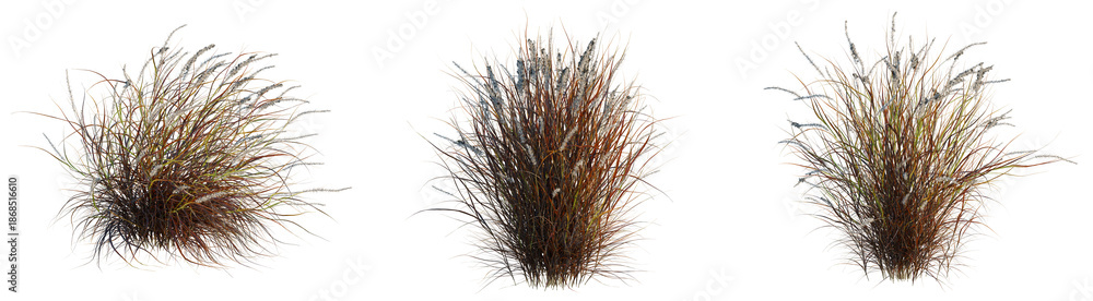 Fototapeta premium Pennisetum setaceum rubrum tree, front view, cutout, transparent background, isolate, architecture visualization, Three bundles of dried grasses, decorative elements for autumn arrangements