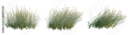 Santolina rosmarinifolia tree, front view, cutout, transparent background, isolate, architecture visualization, Delicate Wildflowers Bundle - Vibrant Meadow Blooms for Natural Designs © DH Tree Stock