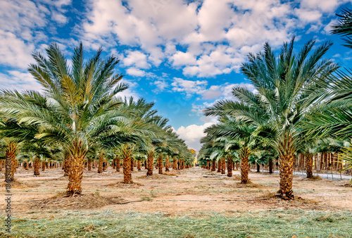 Plantation of date palms. Healthy food and sustainable industrial agriculture...