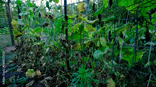 Wallpaper Mural Close up of withering cucumber leaves and vines and moving camera away revealing arch shaped trellis full of dying plants tangled to cattle panels Torontodigital.ca
