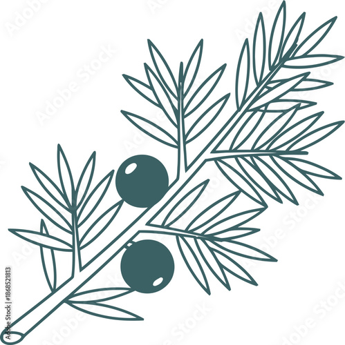 Green juniper branch with berries. Evergreen plant. Organic herb for aroma. Vector illustration for product packaging, label, aromatherapy design