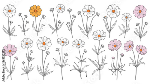 A large collection of hand-drawn cosmos flowers and buds in various simple styles, including colorful and black and white versions.