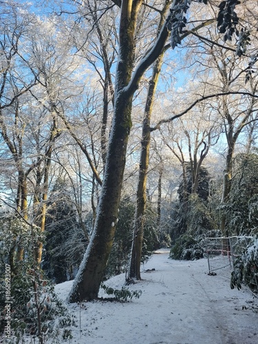snow covered path and trees