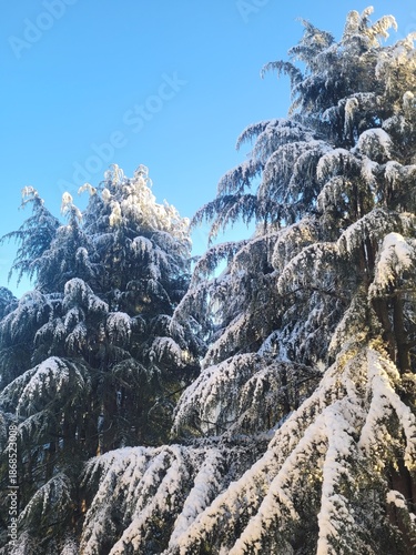 snow covered pine trees