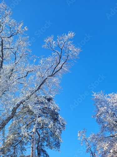 snow tipped trees on blue sky