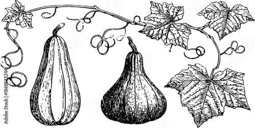 Vintage gourd and vine engraving set for botanical design