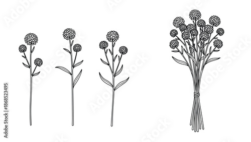 Minimalist black and white line art illustrations of globe amaranth flowers shown as individual stems and a tied bouquet.
