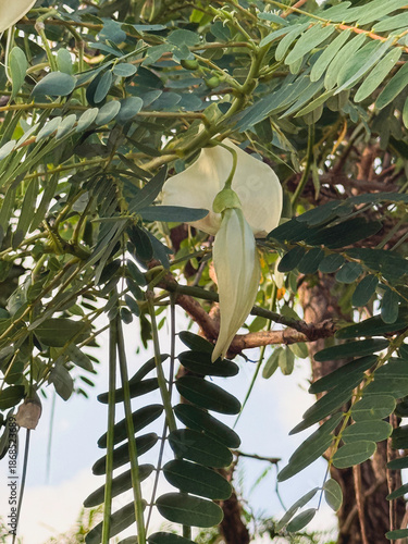 Sesbania grandiflora or Hummingbird tree.there are white petals ,hanging on branch.green leaf.fresh ingredient f