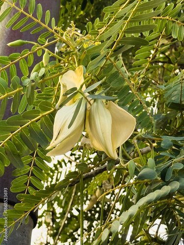 Sesbania grandiflora or Hummingbird tree.there are white petals ,hanging on branch.green leaf.fresh ingredient f
