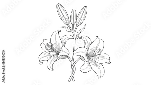 Elegant black and white line drawing of a lily bouquet with open flowers and closed buds in a vintage, engraved style.