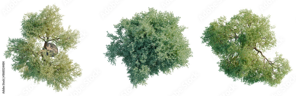 Fototapeta premium Olea europaea tree plan, top view, cutout, transparent background, isolate, visualization, Three Lush Green Trees, Natural Forest Elements, Botanical Collection, High Detail