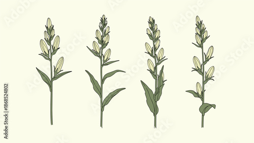 A set of four vintage-style illustrations of gentian flower stalks, showcasing the blooms and leaves on a cream background.