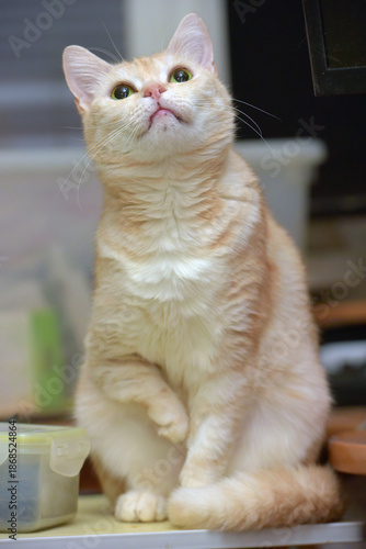 Wallpaper Mural A light-red cat with expressive green-yellow eyes sits on the table.   Torontodigital.ca