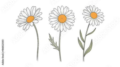 A set of three charming, hand-drawn daisy or chamomile flowers with colorful centers, illustrated in a delicate vintage style.