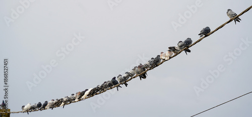pigeons sitting on high-voltage cables.