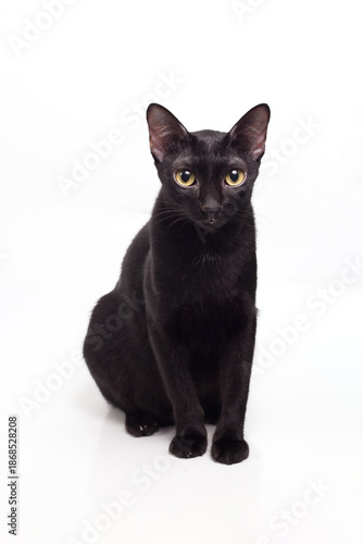 black cat is sitting on white background.Look at camera.
