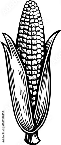 Illustration of a corn cob with husk partially peeled, detailed botanical drawing