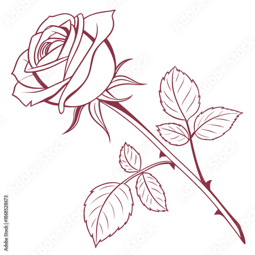 Delicate rose illustration