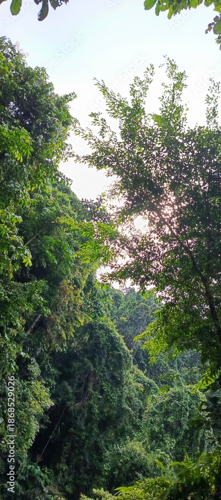 Fototapeta premium Beautiful jungle green 