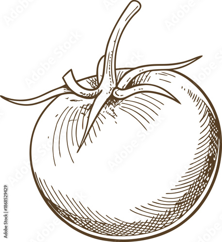 Hand drawn ripe tomato with stem, detailed vintage sketch illustration of fresh vegetable