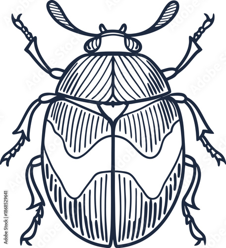 Detailed black and white line drawing of a beetle insect with segmented body and antennae