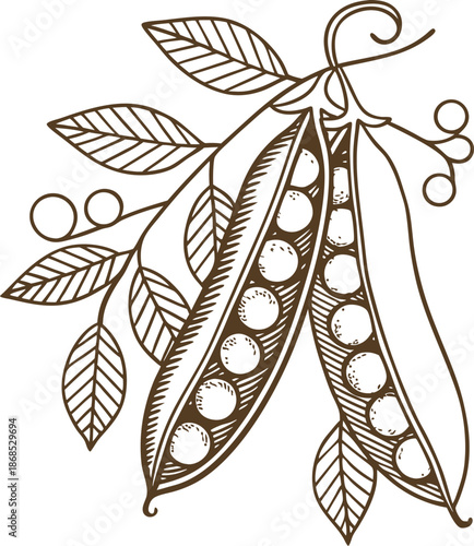 Hand drawn pea pods with leaves illustration natural plant sketch of fresh vegetables and legumes