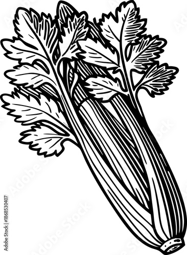 celery stalks with leaves detailed black and white sketch illustration of fresh vegetable