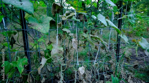 Wallpaper Mural Close up gherkin cucumber vines and leaves withering and moving camera away revealing more dying plants tangled to arch shaped trellis made from cattle panels Torontodigital.ca