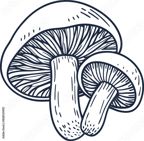 mushrooms illustration with detailed gills and stems in black and white line art