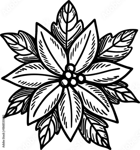 Poinsettia flower with leaves and berries detailed black and white line art illustration