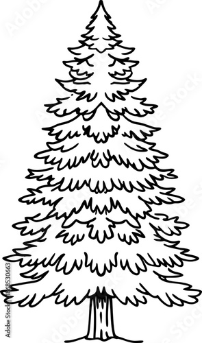 Detailed black and white line drawing of a fir tree with full branches and textured trunk, nature illustration