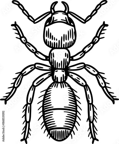 ant illustration detailed black and white drawing of insect with segmented body and legs
