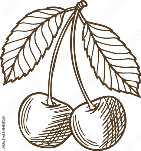 Hand drawn cherries with leaves illustration, detailed fruit sketch with natural texture and stem