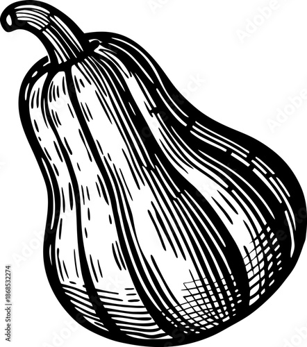 Butternut squash illustration hand drawn pumpkin vegetable design with detailed shading and texture