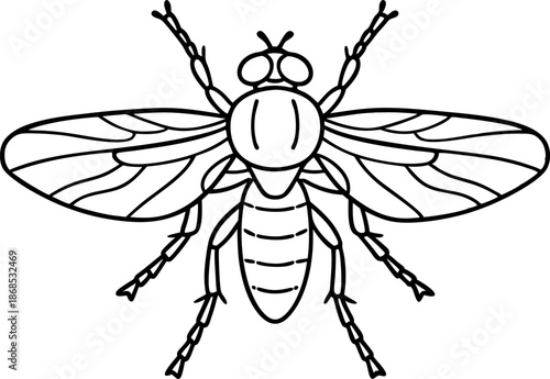 Illustration of a detailed fly with segmented body, compound eyes, and wings spread wide