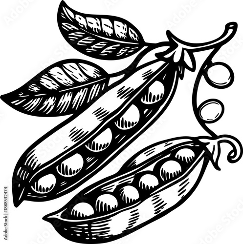 Pea pods with peas and leaves hand drawn black and white illustration