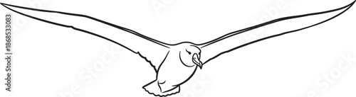 Flying seagull with outstretched wings isolated on transparent background