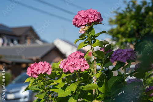 住宅地の中で咲く紫陽花の花