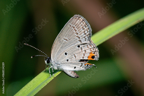 Wallpaper Mural Close-up macro photograph of a small gray butterfly perched on a green grass blade. Torontodigital.ca