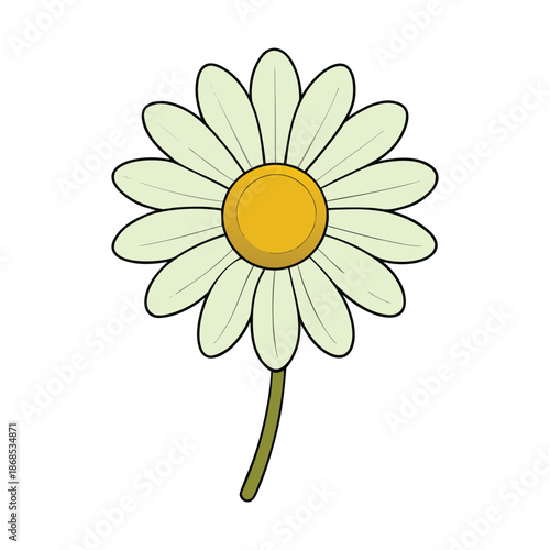 Bright and cheerful daisy chamomile blooms with delicate white petals and sunny yellow centers, radiating freshness and calm in gardens or bouquets alike.
