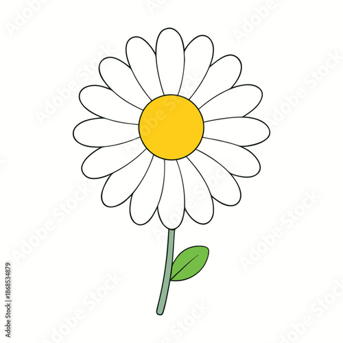 Bright and cheerful daisy chamomile blooms with delicate white petals and sunny yellow centers, radiating freshness and calm in gardens or bouquets alike.
