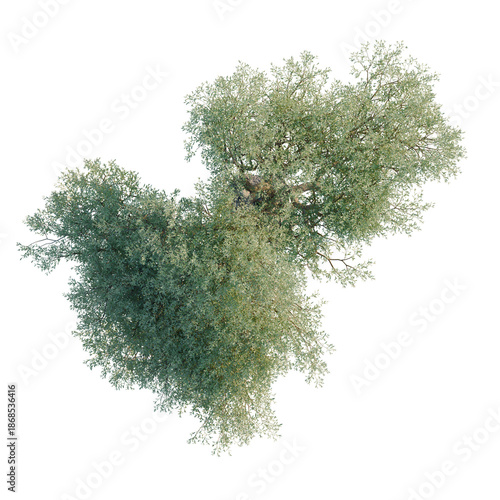 Obraz na plátně Olea europaea tree plan, top view, cutout, transparent background, isolate, visu