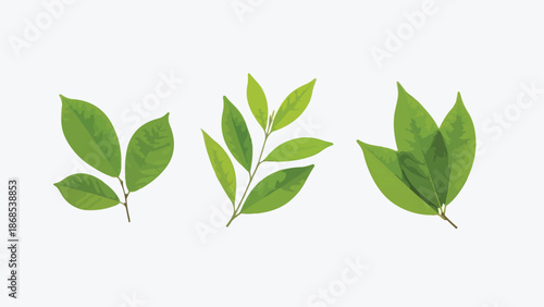 Three Green Leaf Branches Flat Lay on White Background