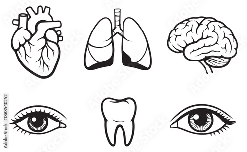 Line art human anatomy set featuring heart, lungs, brain, tooth, and eyes for medical education