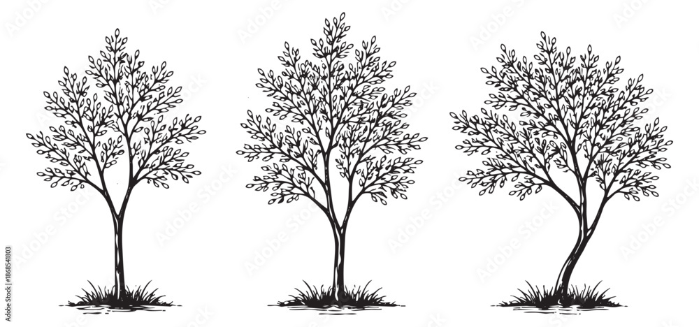 Obraz premium Hand drawn line art tree set featuring delicate branches and leaves for natural designs