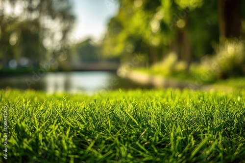 Close-up of green grass with a blurred background showing a waterway and trees in sunlight