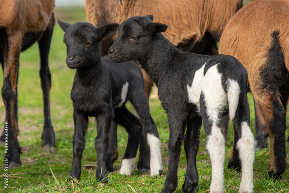 Fototapeta premium Two Cute Black Lambs Standing Together in a Field