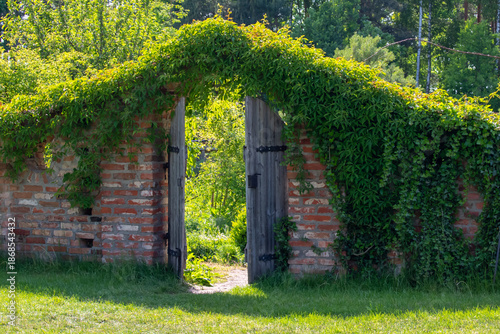 Foto Old rustic wooden gate in a brick wall overgrown with green ivy or vine