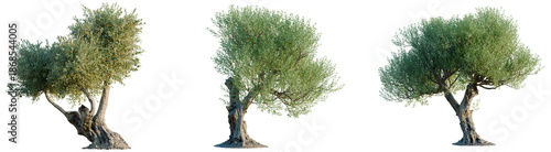 Olea europaea tree, front view, cutout, transparent background, isolate, architecture visualization, Three Ancient Olive Trees with Detailed Branches and Textured Bark, Perfect for Landscapes