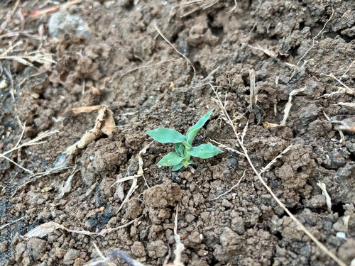 Small green plant sprout growing in dry soil. Close-up nature photography representing growth, agriculture, sustainability, and new beginnings. Suitable for environmental and farming concepts.
